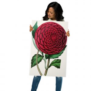 Metal prints - Dahlia (1852-1861)